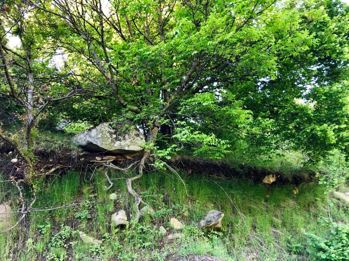 Villa Orka Pelister - Forest Zone Bitola Zewnętrze zdjęcie
